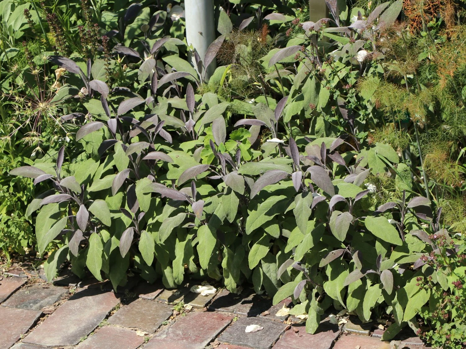 Salbei 'Purpurascens' 5 Salbei 'Purpurascens' – Bild 3