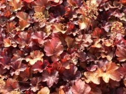 Samthaariges Silberglöckchen 'Little Cuties Blondie' -Angebote Blumen Takt Store samthaariges silbergloeckchen little cuties blondie m108699 w 1