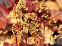 Samthaariges Silberglöckchen 'Little Cuties Blondie' -Angebote Blumen Takt Store samthaariges silbergloeckchen little cuties blondie m108699 w 2