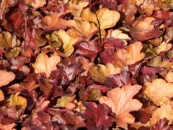 Samthaariges Silberglöckchen 'Little Cuties Blondie' -Angebote Blumen Takt Store samthaariges silbergloeckchen little cuties blondie m108699 w 3