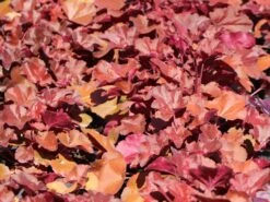 Samthaariges Silberglöckchen 'Little Cuties Blondie' -Angebote Blumen Takt Store samthaariges silbergloeckchen little cuties blondie m108699 w 4