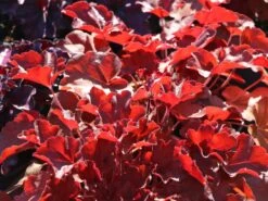 Samthaariges Silberglöckchen 'Little Cuties Blondie' -Angebote Blumen Takt Store samthaariges silbergloeckchen little cuties blondie m108699 w 7