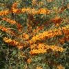 Sanddorn 'Friesdorfer Orange'