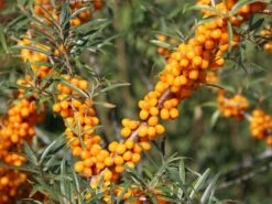 Sanddorn 'Friesdorfer Orange' -Angebote Blumen Takt Store sanddorn friesdorfer orange m008236 w 0