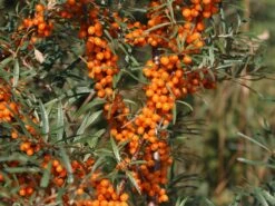 Sanddorn 'Vitaminhochzeit' (m/w)