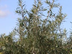 Sanddorn 'Vitaminhochzeit' (m/w) -Angebote Blumen Takt Store sanddorn vitaminhochzeit mw m102194 w 0