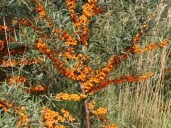 Sanddorn 'Vitaminhochzeit' (m/w) -Angebote Blumen Takt Store sanddorn vitaminhochzeit mw m102194 w 1