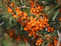 Sanddorn 'Vitaminhochzeit' (m/w) -Angebote Blumen Takt Store sanddorn vitaminhochzeit mw m102194 w 2