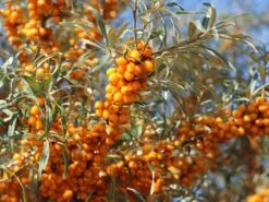 Sanddorn Weiblich 'Frugana'