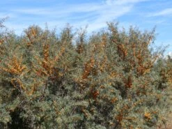 Sanddorn Weiblich 'Frugana' -Angebote Blumen Takt Store sanddorn weiblich frugana m011534 w 0