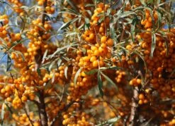 Sanddorn Weiblich 'Frugana' -Angebote Blumen Takt Store sanddorn weiblich frugana m011534 w 3