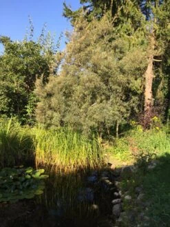 Sanddorn Weiblich 'Hergo' -Angebote Blumen Takt Store sanddorn weiblich hergo m011529 717290 0