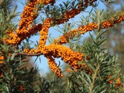 Sanddorn Weiblich 'Hergo' -Angebote Blumen Takt Store sanddorn weiblich hergo m011529 w 1