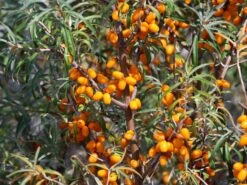 Sanddorn Weiblich 'Leikora' -Angebote Blumen Takt Store sanddorn weiblich leikora m002022 w 3