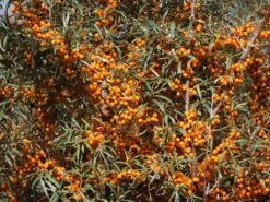 Sanddorn Weiblich 'Leikora' -Angebote Blumen Takt Store sanddorn weiblich leikora m002022 w 5