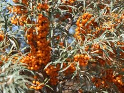 Sanddorn Weiblich 'Sirola' (S) 11 Sanddorn Weiblich 'Sirola' (S) -Angebote Blumen Takt Store sanddorn weiblich sirola s m054254 w 0