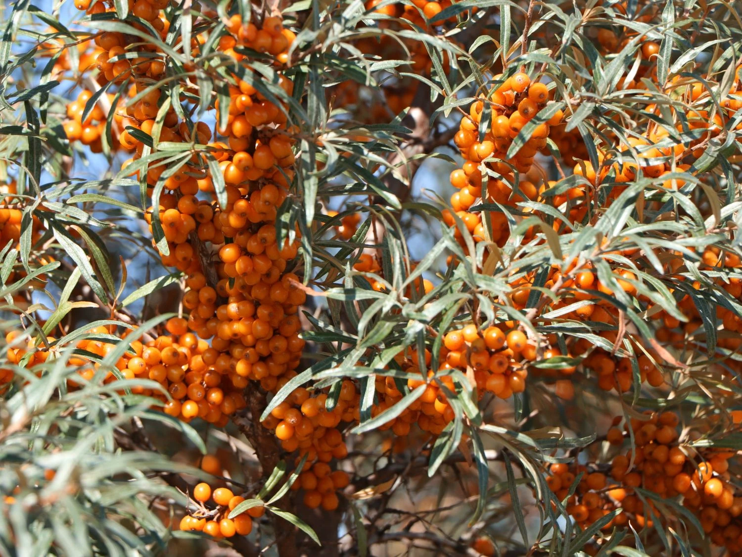 Sanddorn Weiblich 'Sirola' (S) 6 Sanddorn Weiblich 'Sirola' (S) – Bild 4