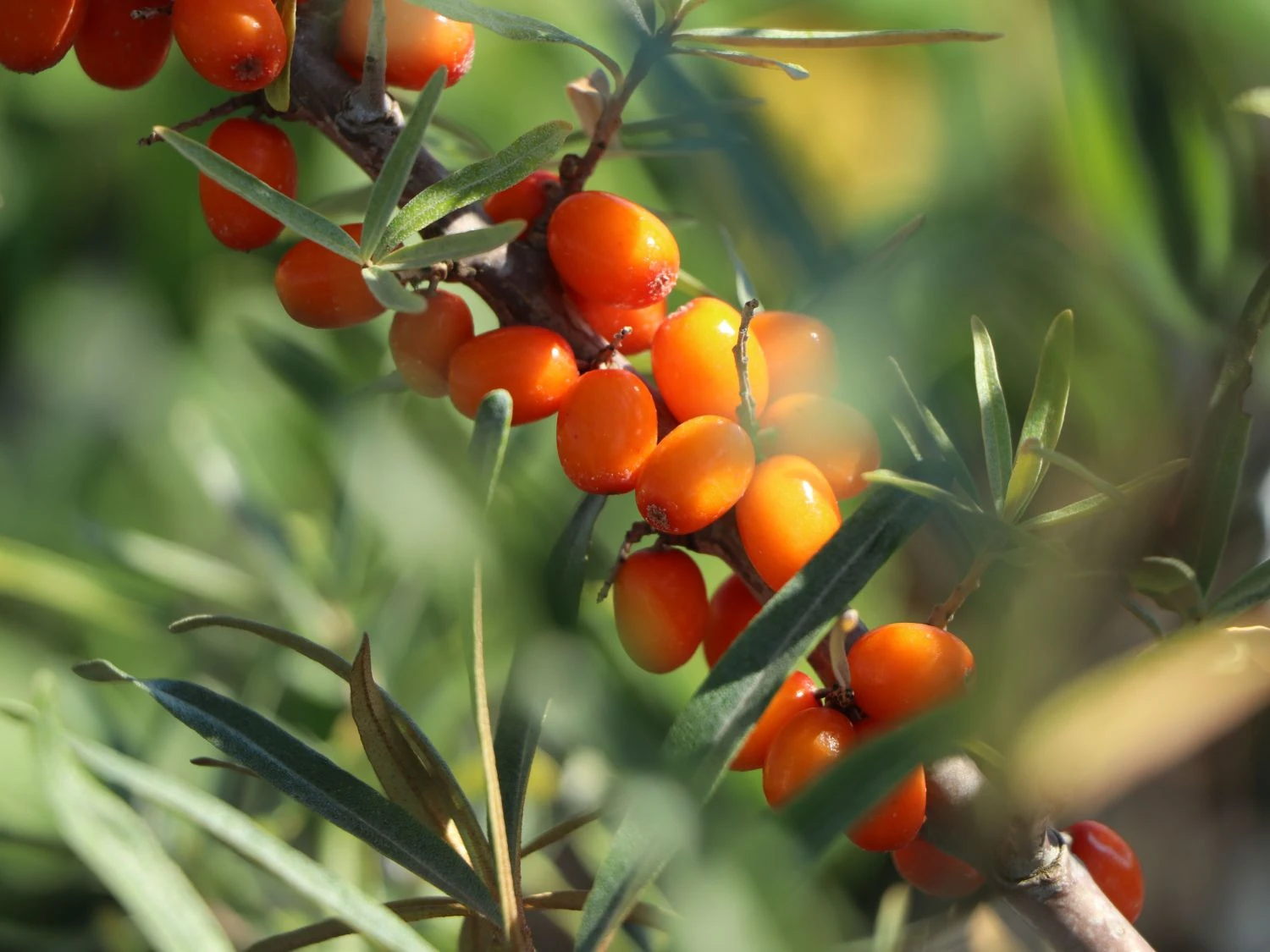 Sanddorn Weiblich 'Sirola' (S) 4 Sanddorn Weiblich 'Sirola' (S) – Bild 2