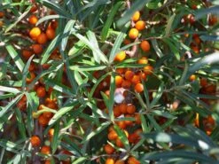 Sanddorn Weiblich 'Sirola' (S) 13 Sanddorn Weiblich 'Sirola' (S) -Angebote Blumen Takt Store sanddorn weiblich sirola s m054254 w 3