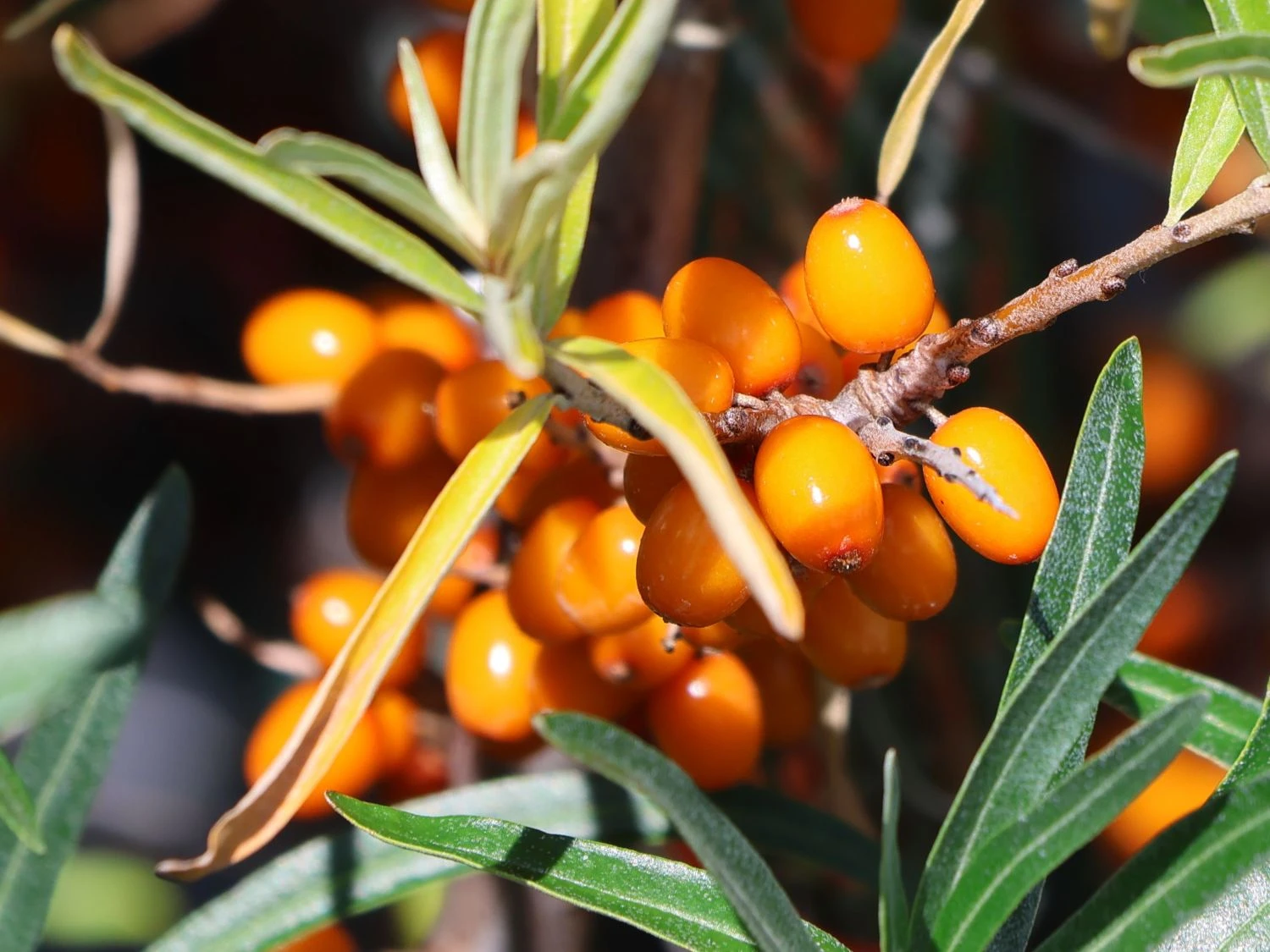 Sanddorn Weiblich 'Sirola' (S) 5 Sanddorn Weiblich 'Sirola' (S) – Bild 3