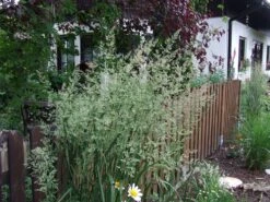 Sandrohr 'Karl Foerster' -Angebote Blumen Takt Store sandrohr karl foerster m009049 551380 0 1