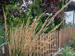 Sandrohr 'Karl Foerster' -Angebote Blumen Takt Store sandrohr karl foerster m009049 551380 0