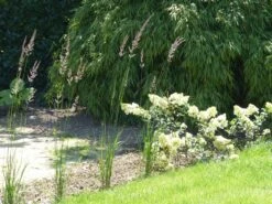 Sandrohr 'Karl Foerster' -Angebote Blumen Takt Store sandrohr karl foerster m009049 765787 0