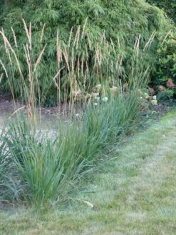 Sandrohr 'Karl Foerster' -Angebote Blumen Takt Store sandrohr karl foerster m009049 765787 1