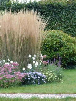 Sandrohr 'Karl Foerster' -Angebote Blumen Takt Store sandrohr karl foerster m009049 765787 2