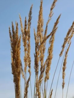 Sandrohr 'Karl Foerster' -Angebote Blumen Takt Store sandrohr karl foerster m009049 w 1