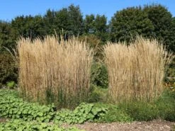 Sandrohr 'Karl Foerster' -Angebote Blumen Takt Store sandrohr karl foerster m009049 w 10