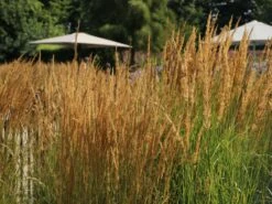 Sandrohr 'Karl Foerster' -Angebote Blumen Takt Store sandrohr karl foerster m009049 w 11