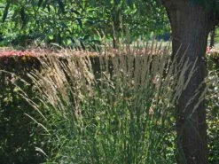 Sandrohr 'Karl Foerster' -Angebote Blumen Takt Store sandrohr karl foerster m009049 w 2