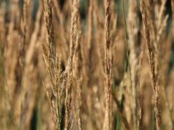 Sandrohr 'Karl Foerster' -Angebote Blumen Takt Store sandrohr karl foerster m009049 w 3