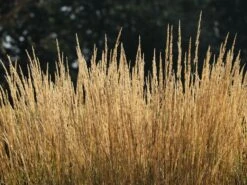 Sandrohr 'Karl Foerster' -Angebote Blumen Takt Store sandrohr karl foerster m009049 w 6