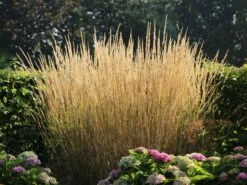 Sandrohr 'Karl Foerster' -Angebote Blumen Takt Store sandrohr karl foerster m009049 w 7