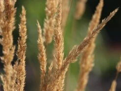 Sandrohr 'Karl Foerster' -Angebote Blumen Takt Store sandrohr karl foerster m009049 w 8