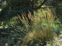 Sandrohr 'Karl Foerster' -Angebote Blumen Takt Store sandrohr karl foerster m009049 w 9