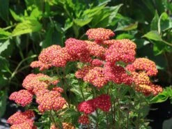 Schaf-Garbe 'Milly Rock'