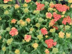 Schaf-Garbe 'Milly Rock' -Angebote Blumen Takt Store schaf garbe milly rock m103249 w 1