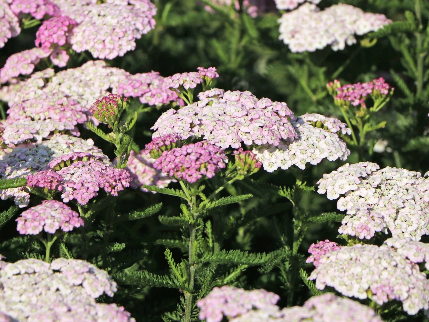 Schafgarbe 'Apfelblüte' 6 Schafgarbe 'Apfelblüte' – Bild 4