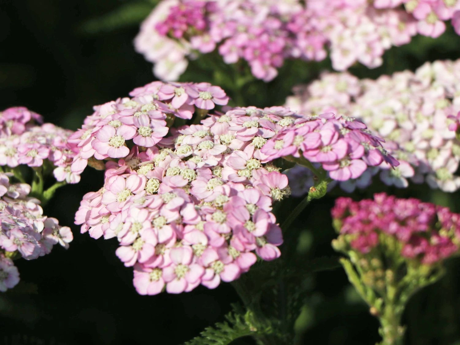 Schafgarbe 'Apfelblüte' 4 Schafgarbe 'Apfelblüte' – Bild 2