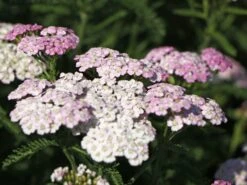 Schafgarbe 'Apfelblüte' 17 Schafgarbe 'Apfelblüte' -Angebote Blumen Takt Store schafgarbe apfelbluete m085442 w 2