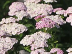 Schafgarbe 'Apfelblüte' 15 Schafgarbe 'Apfelblüte' -Angebote Blumen Takt Store schafgarbe apfelbluete m085442 w 3