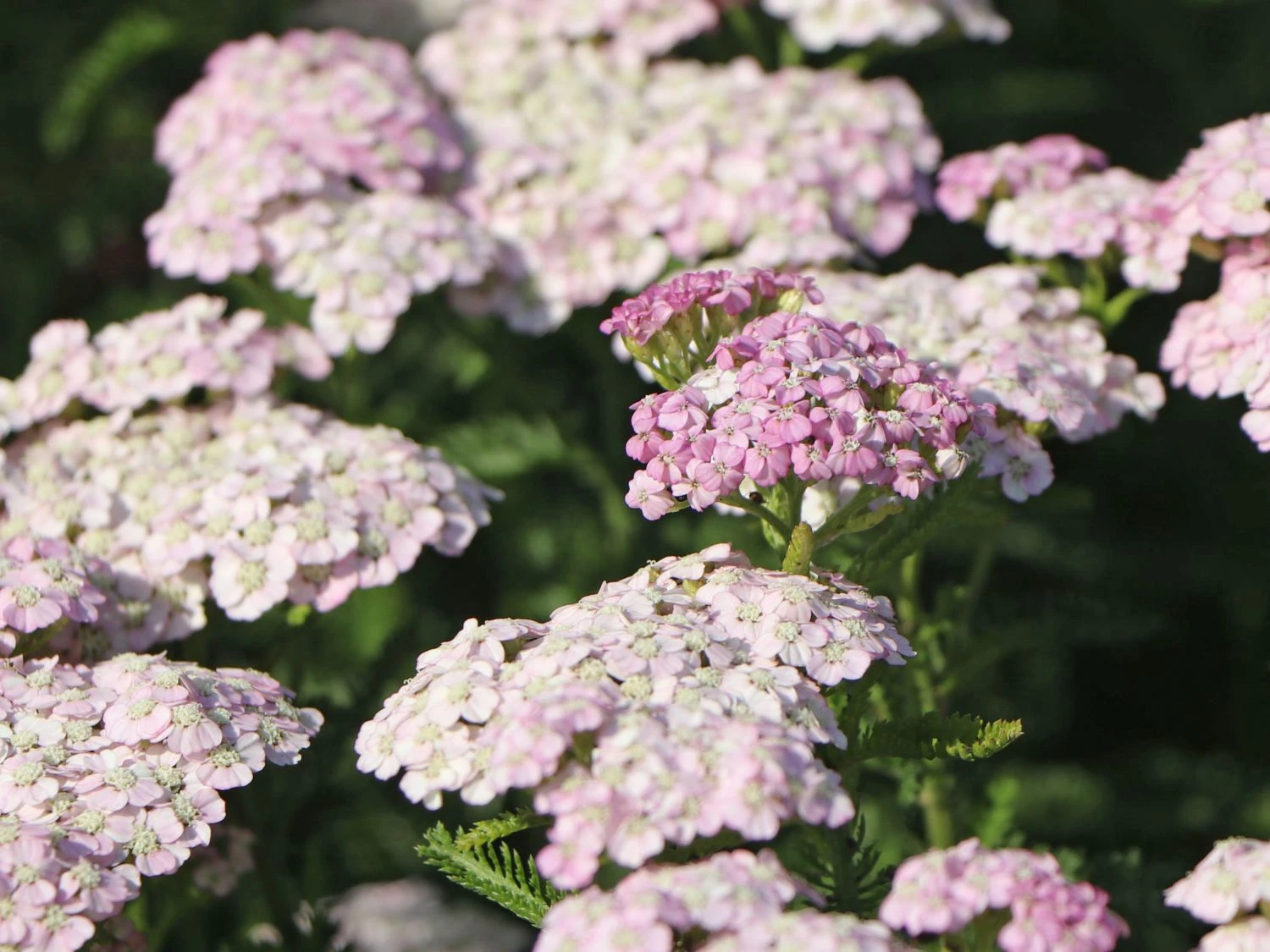 Schafgarbe 'Apfelblüte' 7 Schafgarbe 'Apfelblüte' – Bild 5