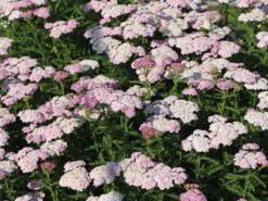 Schafgarbe 'Apfelblüte' 19 Schafgarbe 'Apfelblüte' -Angebote Blumen Takt Store schafgarbe apfelbluete m085442 w 4