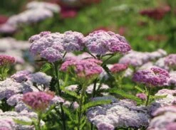 Schafgarbe 'Apfelblüte' 18 Schafgarbe 'Apfelblüte' -Angebote Blumen Takt Store schafgarbe apfelbluete m085442 w 5