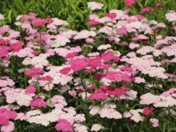 Schafgarbe 'Apfelblüte' 16 Schafgarbe 'Apfelblüte' -Angebote Blumen Takt Store schafgarbe apfelbluete m085442 w 6