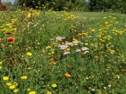 Schafgarbe 'Apfelblüte' 13 Schafgarbe 'Apfelblüte' -Angebote Blumen Takt Store schafgarbe apfelbluete m085442 w 7