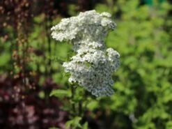 Schafgarbe 'New Vintage White' -Angebote Blumen Takt Store schafgarbe new vintage white m117783 w 0